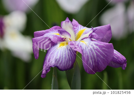 初夏を鮮やかに彩る花ショウブの花ー参 101825456