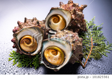 活きさざえ 101825561