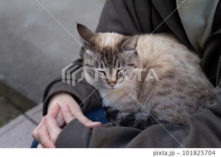 膝の上でくつろぐ猫 膝の上でくつろぐ猫 101825704