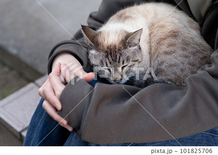 膝の上でくつろぐ猫 101825706