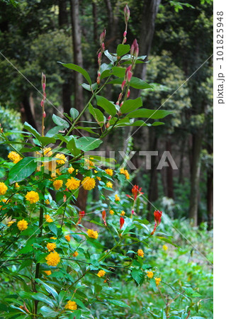 公園の森の中に咲く黄色い花 101825948