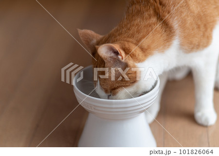 キャットフードを食べる猫　茶トラ白 101826064