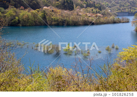 新緑の奥四万湖　群馬県中之条町 101826258