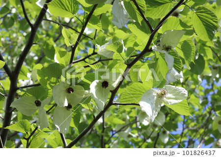 ハンカチの木 ハンカチの木 101826437