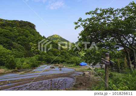 伊豆半島の石部の棚田（春） 101826611