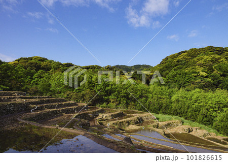 伊豆半島の石部の棚田（春） 101826615