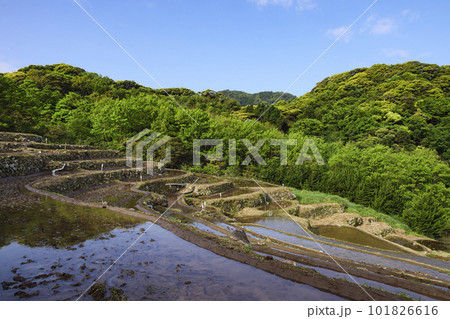 伊豆半島の石部の棚田（春） 101826616