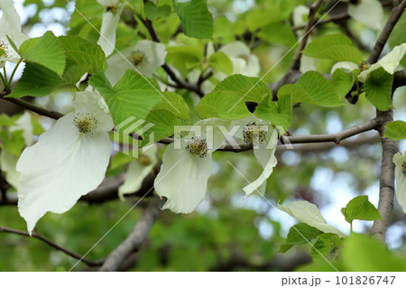 ハンカチの花 ハンカチの花 101826747
