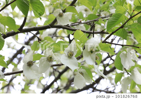 ハンカチの花 ハンカチの花 101826768