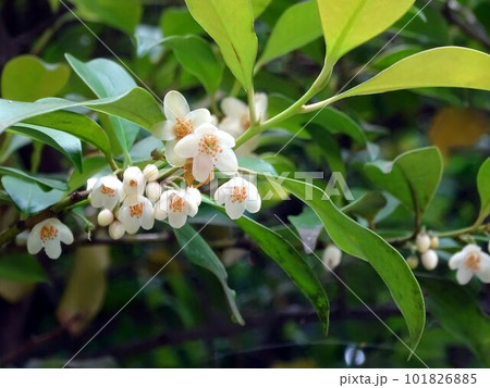 モッコクの花 モッコクの花 101826885