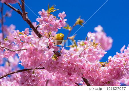 満開の河津桜とメジロ 満開の河津桜とメジロ 101827077