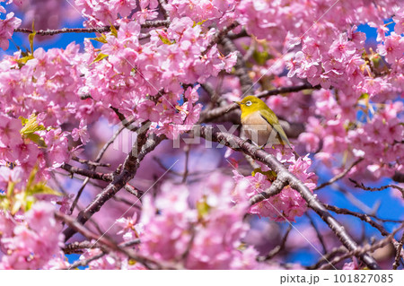 満開の河津桜とメジロ 101827085