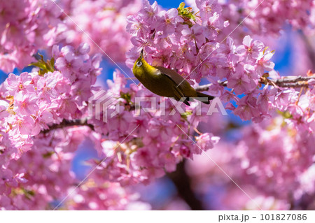 満開の河津桜とメジロ 101827086