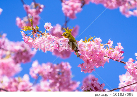満開の河津桜とメジロ 101827099