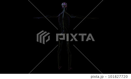 3D Illustration Human Brain Anatomy For Medical Concept 3D Illustration Human Brain Anatomy For Medical Concept 101827720