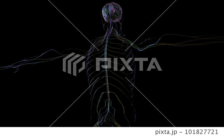 3D Illustration Human Brain Anatomy For Medical Concept 3D Illustration Human Brain Anatomy For Medical Concept 101827721