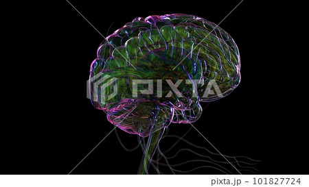3D Illustration Human Brain Anatomy For Medical Concept 101827724