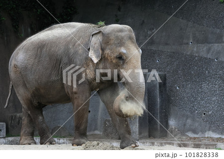 インドゾウ 101828338