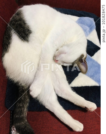 眠るブチ猫の全身 101828475