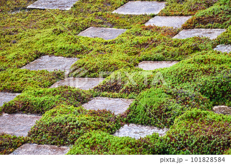 京都 雨の東福寺 北庭 101828584