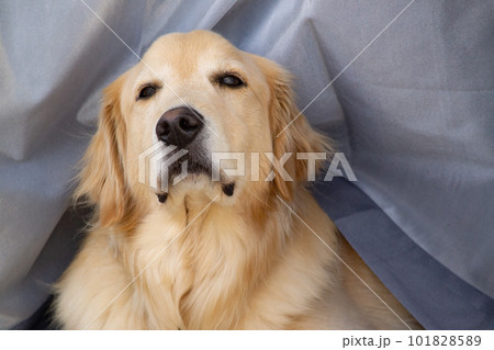 もの思う犬 もの思う犬 101828589