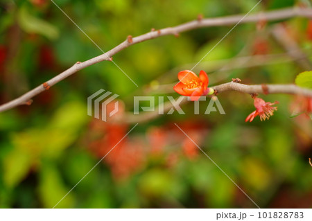 クサボケ、シドミ、ジナシ、ノボケ、コボケ、ワモッカ、和木瓜、chaeomeles、japanica、 101828783