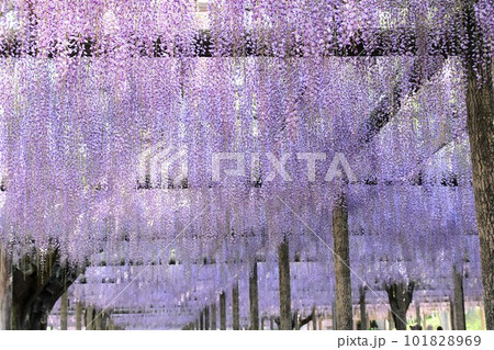 満開のふじの花(天王川公園) 満開のふじの花(天王川公園) 101828969