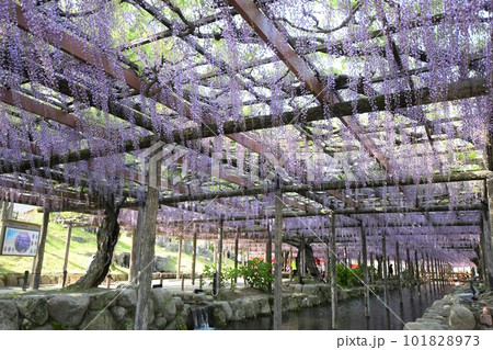 満開のふじの花(天王川公園) 満開のふじの花(天王川公園) 101828973