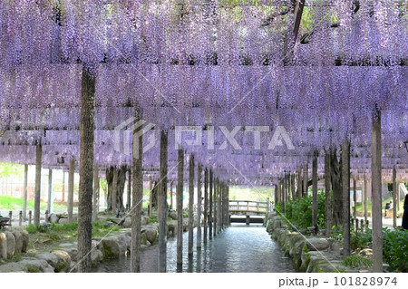 満開のふじの花(天王川公園) 満開のふじの花(天王川公園) 101828974