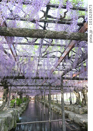 満開のふじの花(天王川公園) 満開のふじの花(天王川公園) 101828975