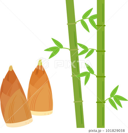 竹とタケノコ 竹とタケノコ 101829038