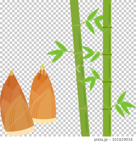 竹とタケノコ 竹とタケノコ 101829038
