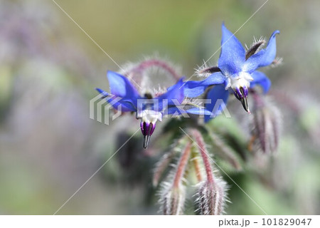 ボリジ(ルリヂシャ)の花 ボリジ(ルリヂシャ)の花 101829047