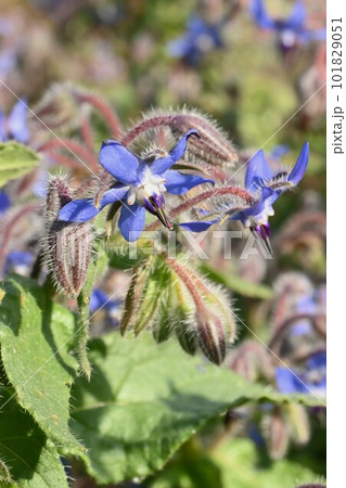 ボリジ(ルリヂシャ)の花 ボリジ(ルリヂシャ)の花 101829051