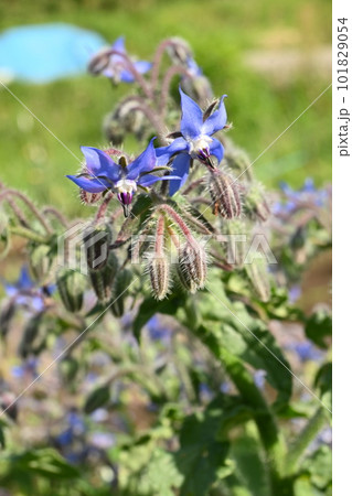 ボリジ(ルリヂシャ)の花 ボリジ(ルリヂシャ)の花 101829054