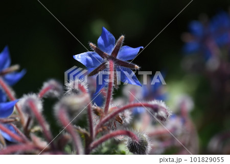 ボリジ（ルリヂシャ）の花 101829055