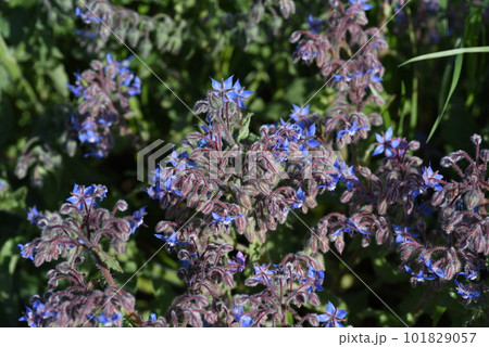 ボリジ(ルリヂシャ)の花 ボリジ(ルリヂシャ)の花 101829057