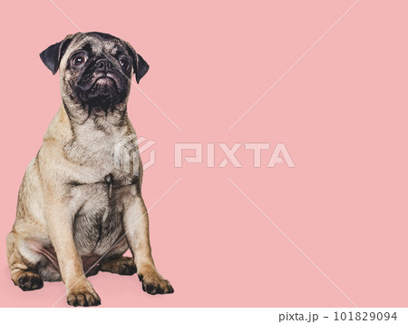 Lovable, pretty puppy. Close-up, indoors. Studio photo 101829094