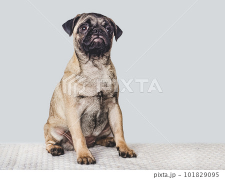 Lovable, pretty puppy. Close-up, indoors. Studio photo 101829095