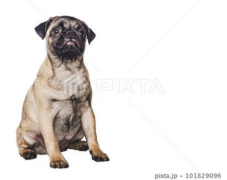 Lovable, pretty puppy. Close-up, indoors. Studio photo 101829096
