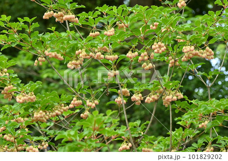 サラサドウダンの花・フウリンツツジ サラサドウダンの花・フウリンツツジ 101829202