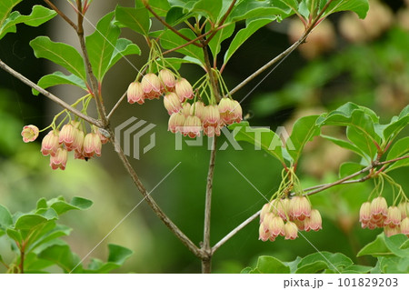 サラサドウダンの花・フウリンツツジ 101829203