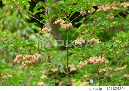 サラサドウダンの花・フウリンツツジ 101829204