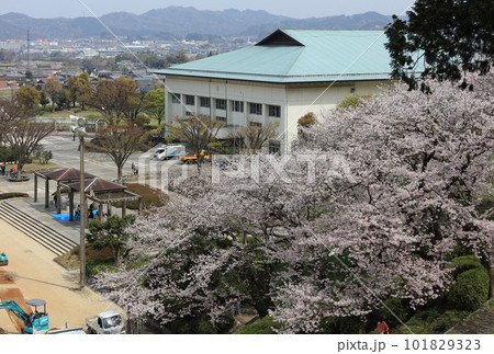 さくら咲く春の山根公園の体育館 101829323