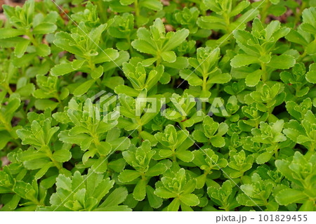 キリンソウ、sedum、kamtschaticum、fischer、 キリンソウ、sedum、kamtschaticum、fischer、 101829455