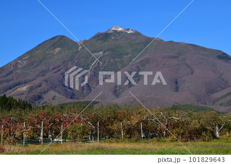 収穫期をむかえた赤いリンゴと岩木山 101829643