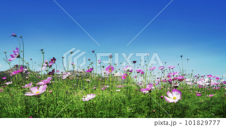 Cosmos field with clear blue sky in the wind blowing. 101829777