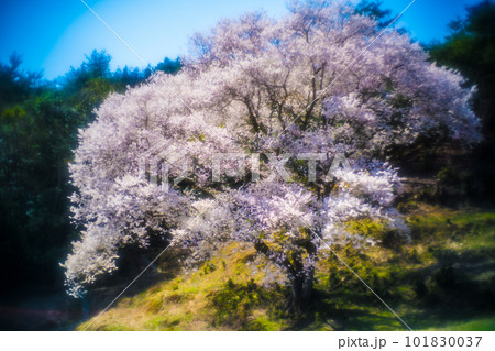 広島・竹原市・宿根の大桜 101830037
