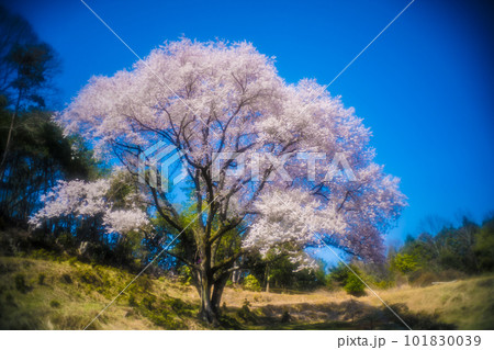 広島・竹原市・宿根の大桜 101830039