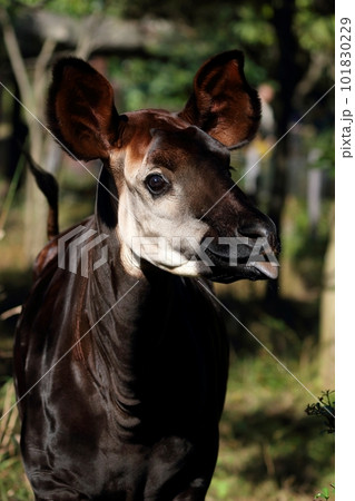 オカピの顔のアップ 101830229